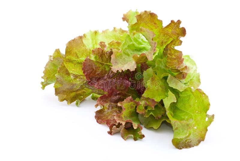 Fresh lettuce salad