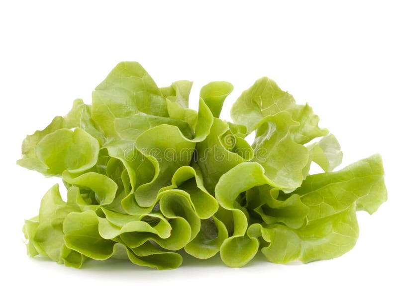 Fresh lettuce salad leaves bunch