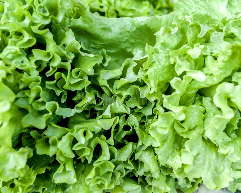 Fresh Lettuce Selling in Market Stock Image Image of vegetable
