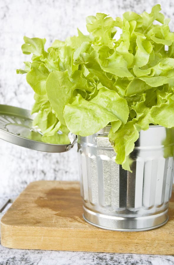 Fresh Lettuce in Silver Bin Stock Photo Image of recipe, minimal