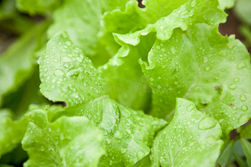 Fresh Lettuce with Water Droplet Stock Photo Image of lettuce