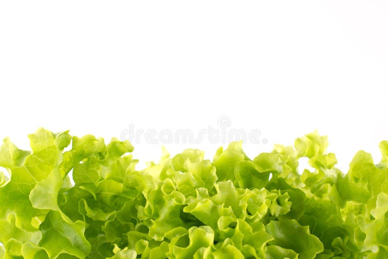 Fresh lettuce on a white background