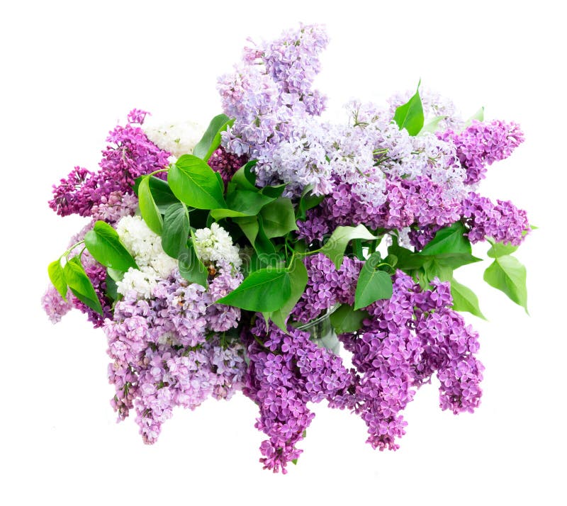 Fresh lilac flowers stock photo. Image of leaf, background 128781162