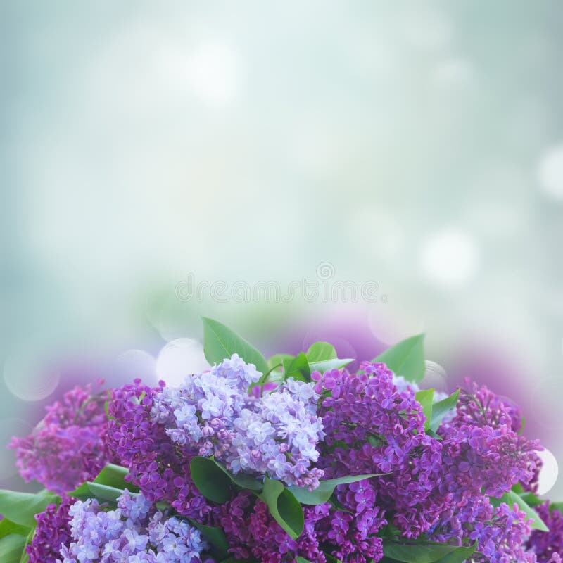 Fresh lilac flowers stock photo. Image of leaves, floral 132088280