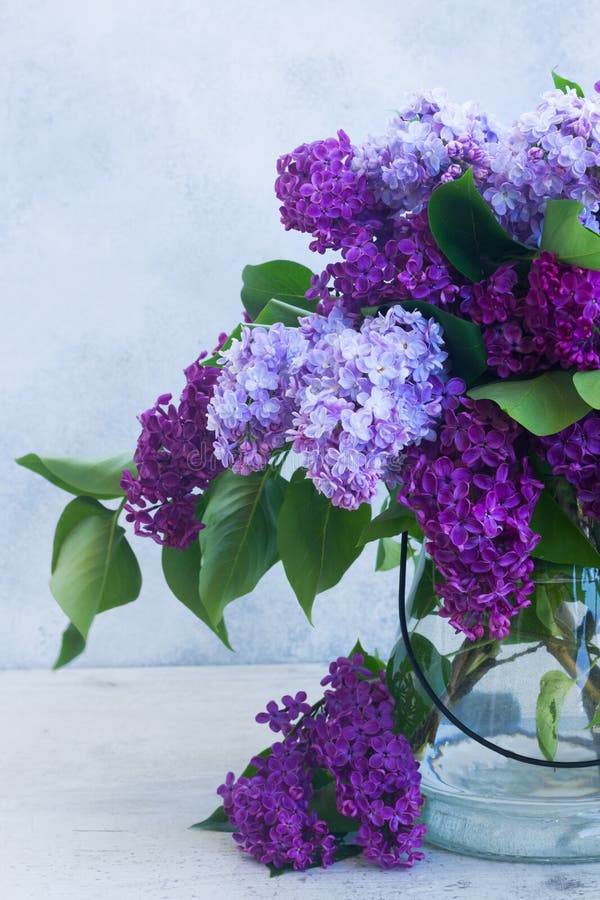 Fresh Lilac Flowers on Table Stock Photo Image of flower, natural