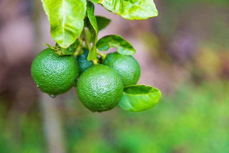 Fresh Lime Fruits Hanging on Its Tree Stock Photo Image of garden