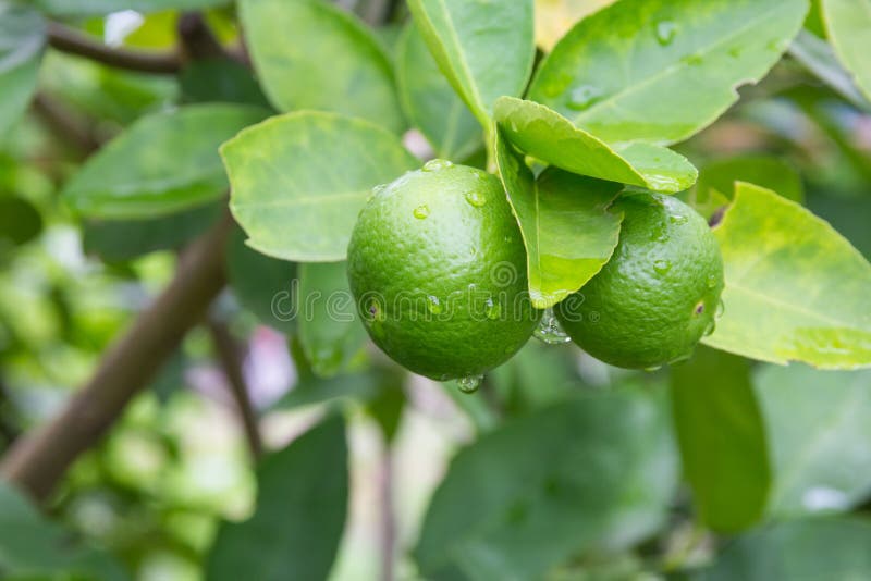 Fresh Lime with Green Leaf. Stock Photo Image of leaf, crop 74745580