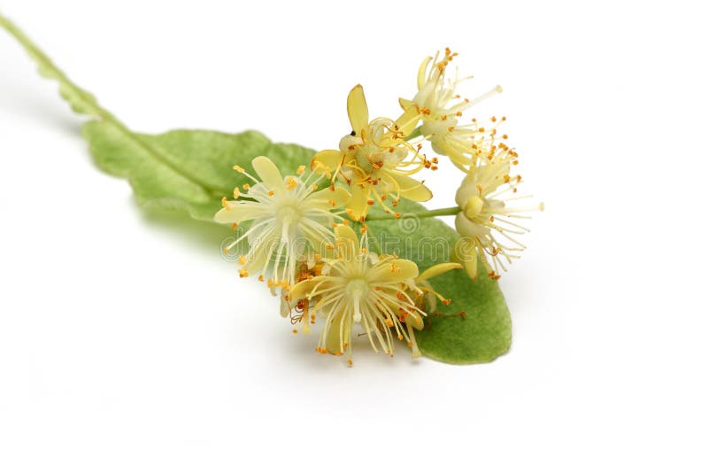 Fresh Linden Flowers and Leaves Stock Image - Image of fresh, honey ...