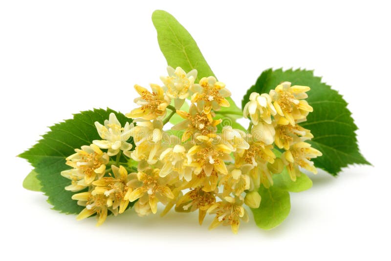 Fresh Linden Flowers and Leaves Isolated Stock Photo Image of