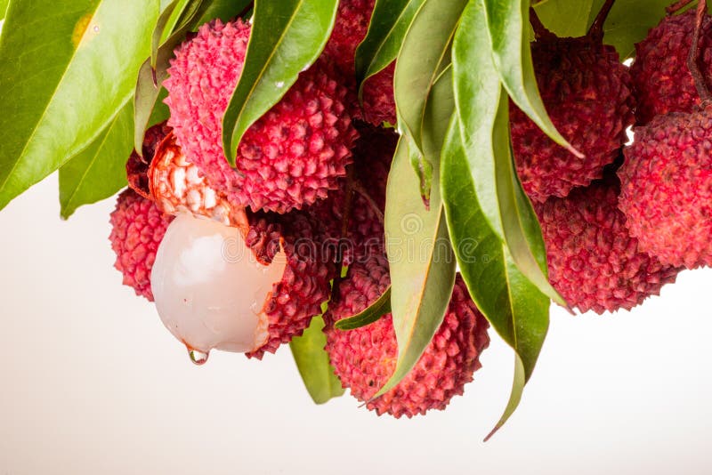 Ripe litchi fruit stock photo. Image of sweet, healthy 20060612