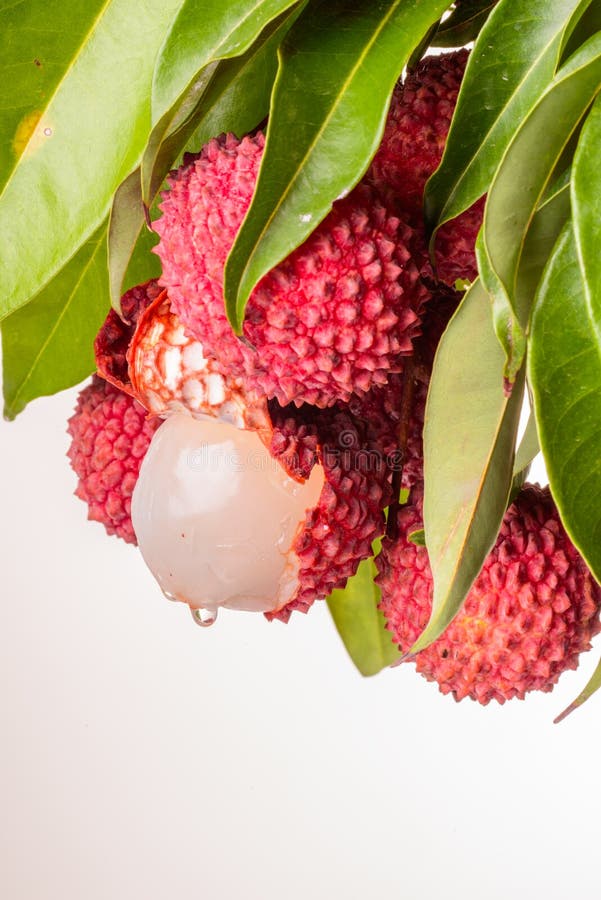 Ripe litchi fruit stock photo. Image of sweet, healthy 20060612