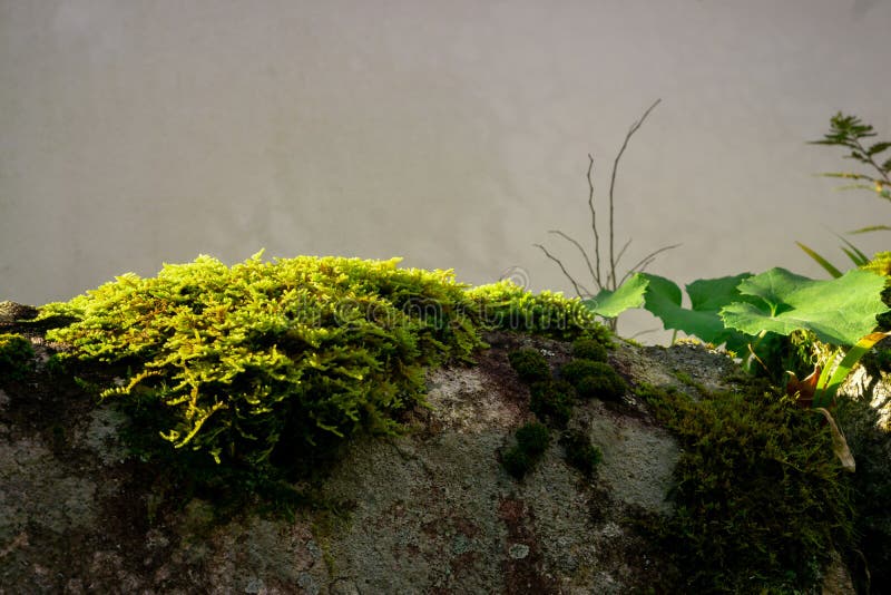 Fresh little green leaves of moss on the stone, closeup and selective focus image. Season stock photo image stock images, royalty-free photos and pictures