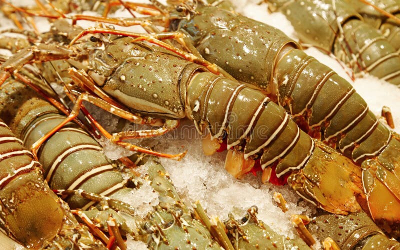 Lobsters and fish stock photo. Image of marine, luxury 1588666