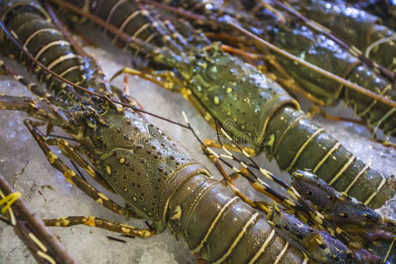 Sale of Lobsters in the Markets of India Stock Photo Image of india
