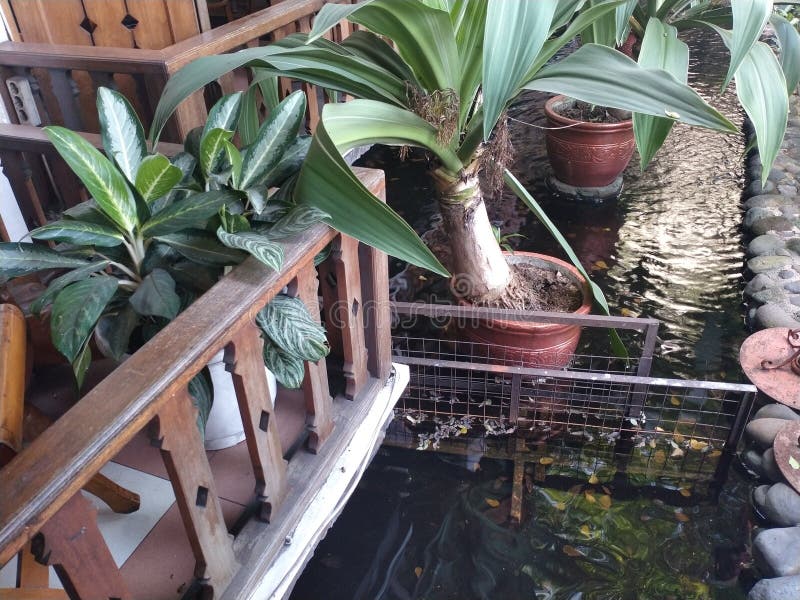 Crystal Clear Water Pond and Minimalist Garden Stock Image Image of glowing, backyard 250528551