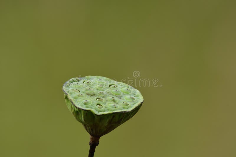 Fresh Lotus Seed Pod in Soft Lighting Over Green Environment Stock
