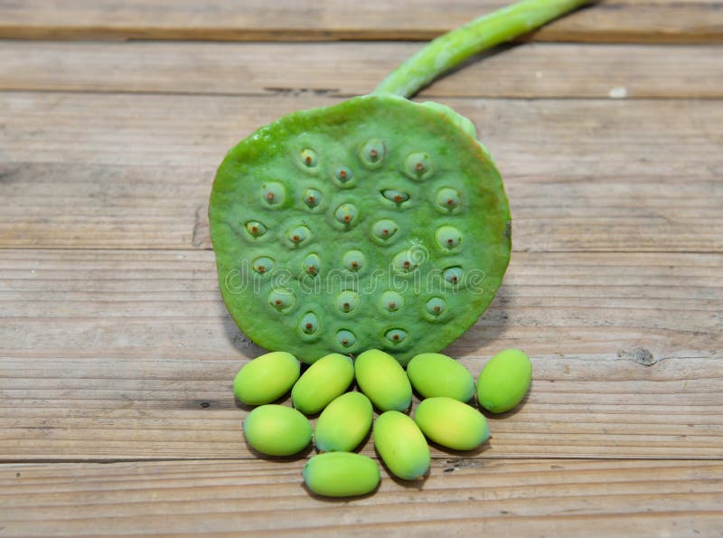 Fresh Lotus Seeds from Lotus Stock Photo Image of fruit, closeup 34818552