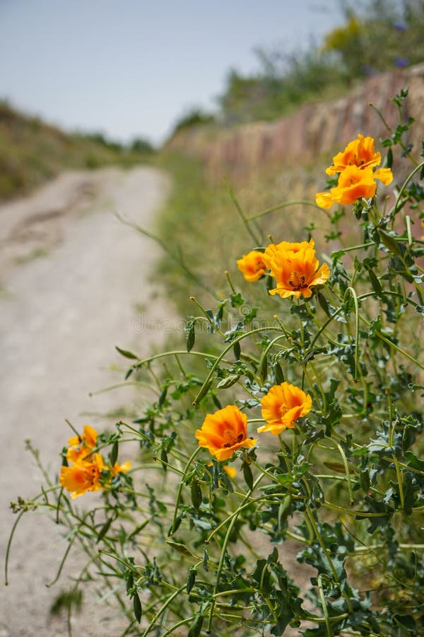 Fresh lovely orange color poppy wild flower and gree leaves foreground along walking trail in red valley with unpaved road backgro. Fresh lovely orange color royalty free stock photos Fresh lovely orange color poppy wild flower and gree leaves foreground along walking trail in red valley with unpaved road backgro. Fresh lovely orange color royalty free stock photos