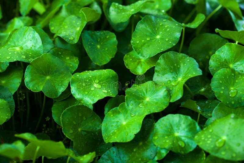 Fresh lush Gotu Kola with water drops