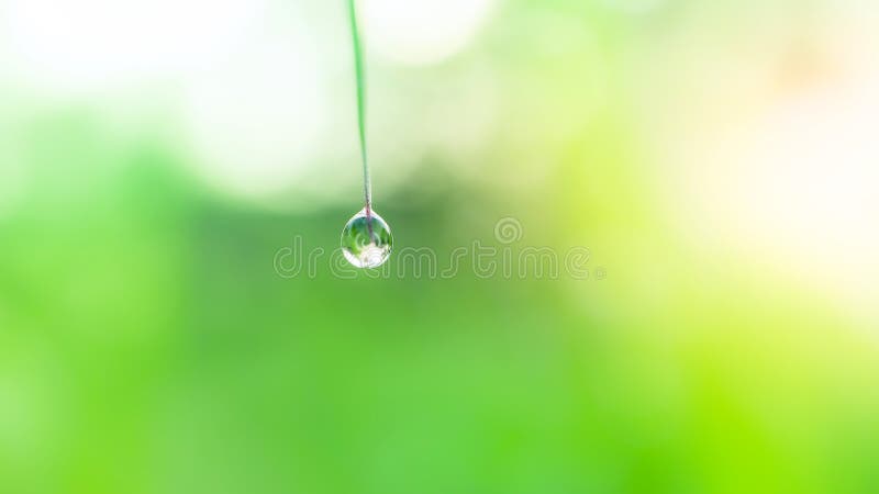 Fresh lush green grass with selective focusing water dew drops in morning sunrise