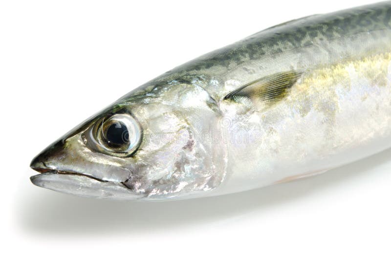 Fresh mackerel stock image. Image of dainty, food, mackerel 22524779