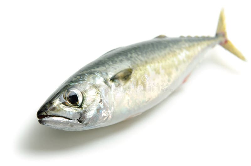 Whole fresh raw anchovy stock image. Image of seafood 15735405
