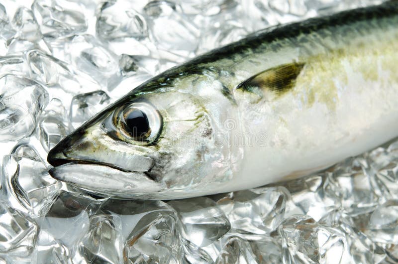 Fresh mackerel stock image. Image of restaurant, beautiful 23123459