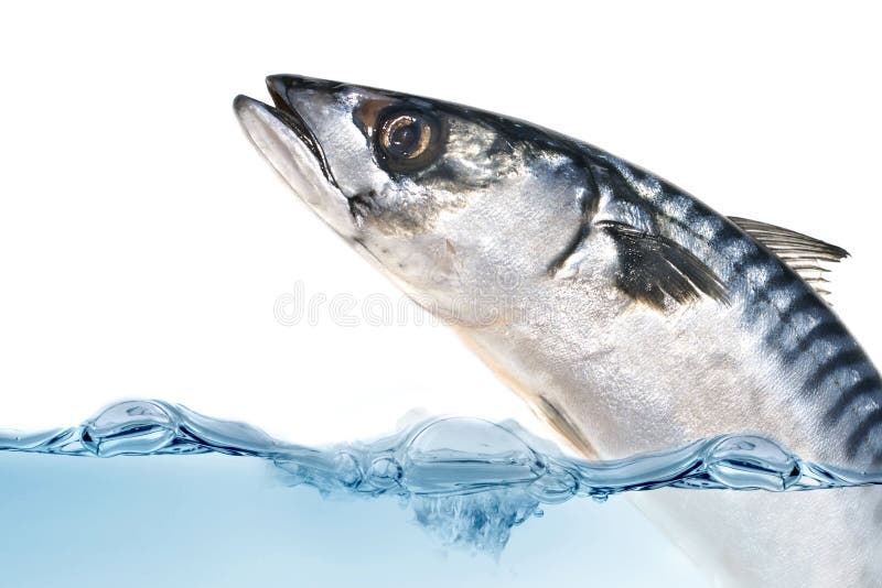 Fresh mackerel fish stock photo. Image of diet, fish, head 9499674