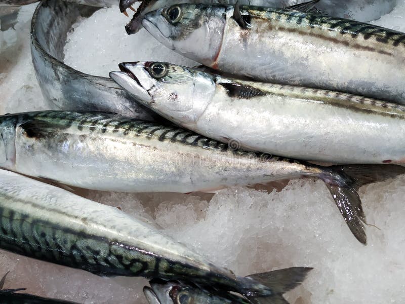 Fresh mackerel fish on crushed ice