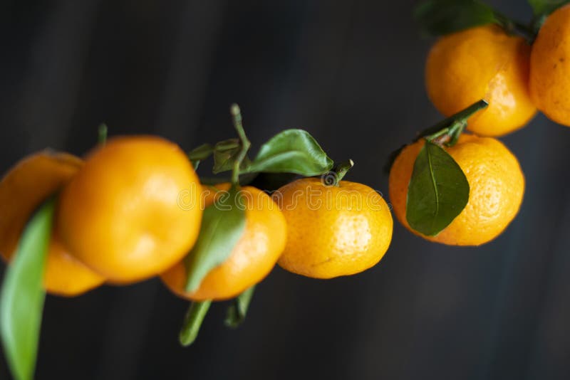 Fresh Mandarin Fruit Flying and Falling in Air F Stock Photo Image of peel, rustic 136488324