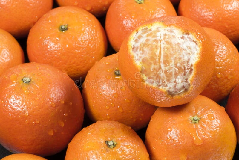 Fresh mandarin oranges stock photo. Image of delicious 64827424