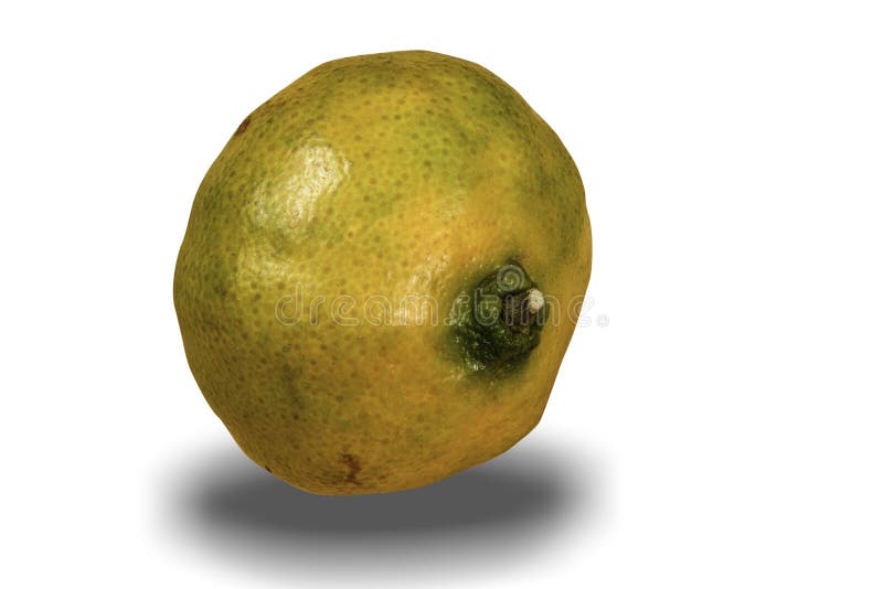 Fresh mandarin oranges royalty free stock photo