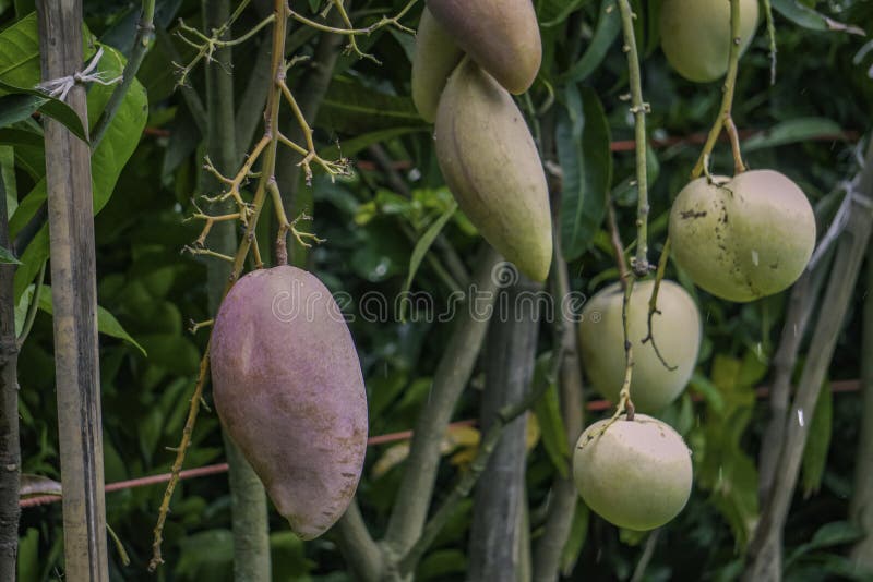 Fresh Mango Fruit Plant on the Garden Made in Bangladesh Stock Photo Image of sweet, people