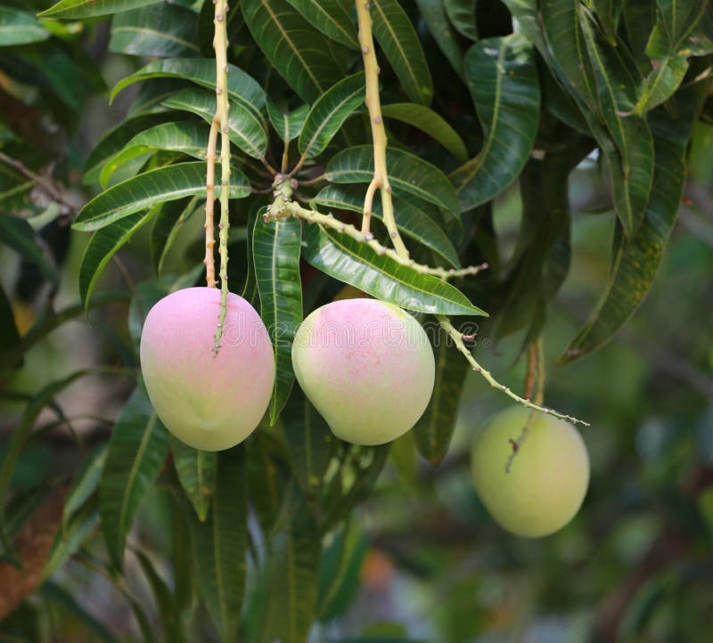 Fresh mango fruit on tree. stock image. Image of food 92952599