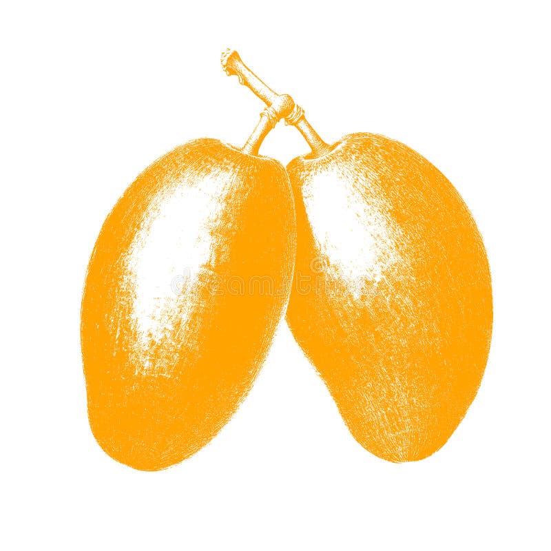 Fresh mango. Isolated fruit royalty free illustration