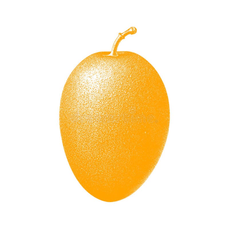 Fresh mango. Isolated fruit royalty free illustration