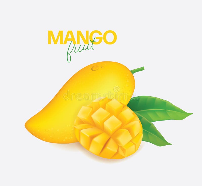 Fresh mango Vector illustration royalty free illustration