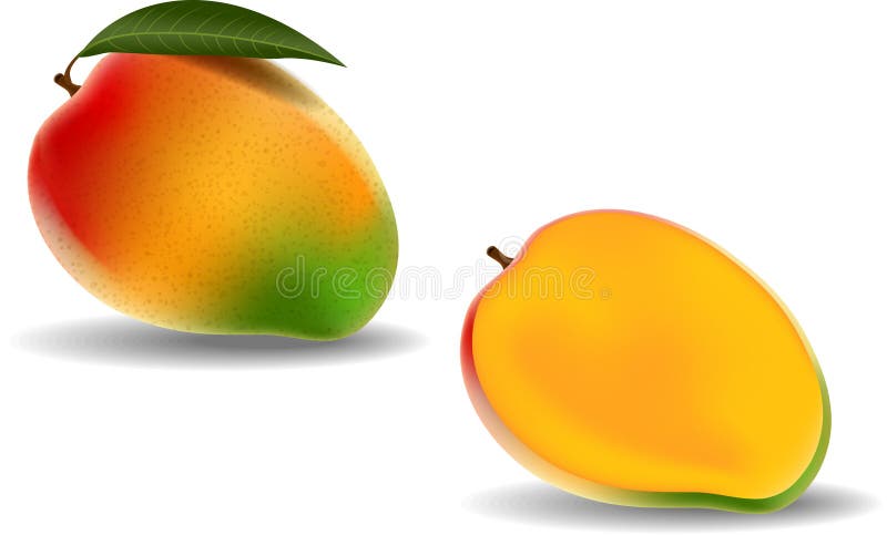 Fresh mango on white background royalty free illustration