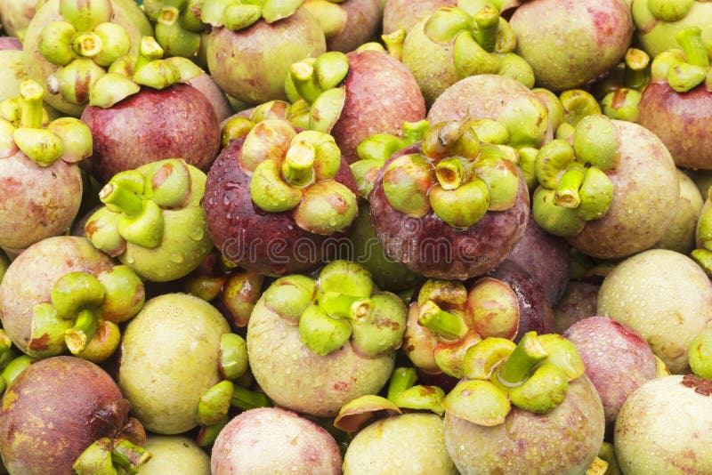 Fresh Mangosteen Fruit after Harvest. Stock Image Image of organic