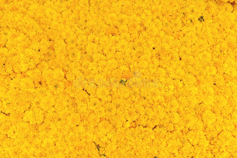 Fresh Marigold Flower Background Stock Photo - Image of flower, yellow:  82132654