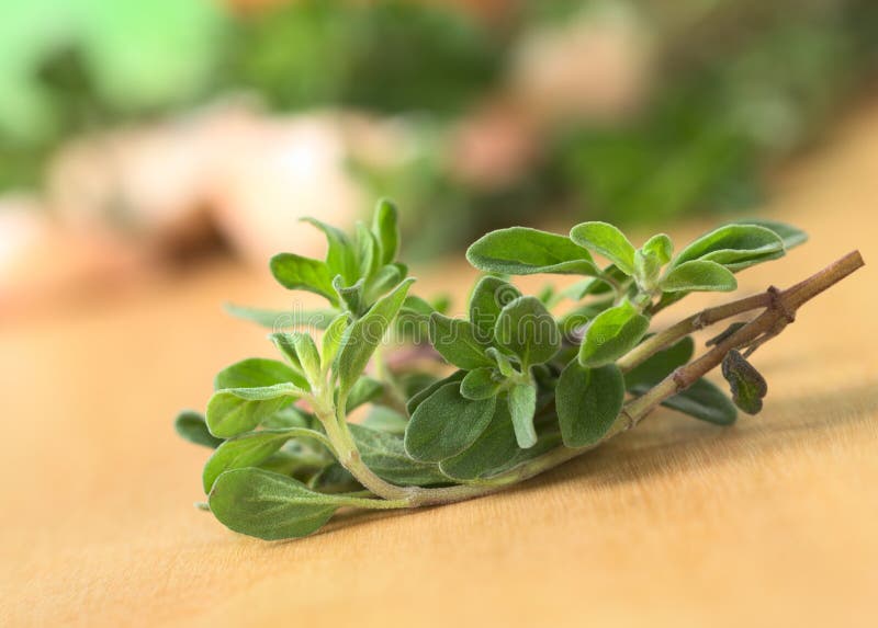 Fresh marjoram stock photo. Image of recipe, herb, decorated 7575476