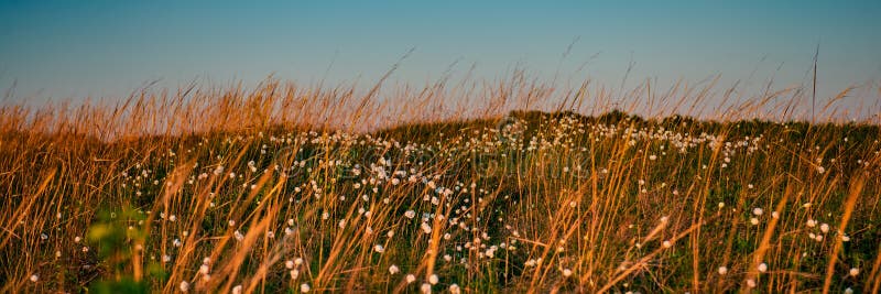 Fresh meadow grass and flowers at sunset