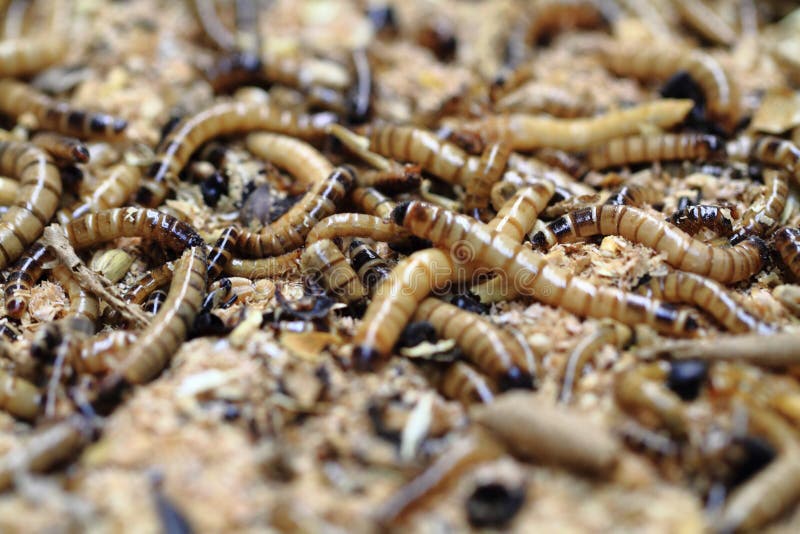Fresh Mealworms Food for Animals Stock Image Image of body, natural