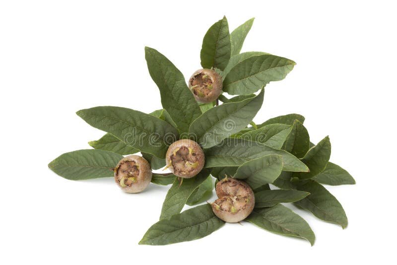 Fresh medlars stock image. Image of fruit, food, studio 34948559