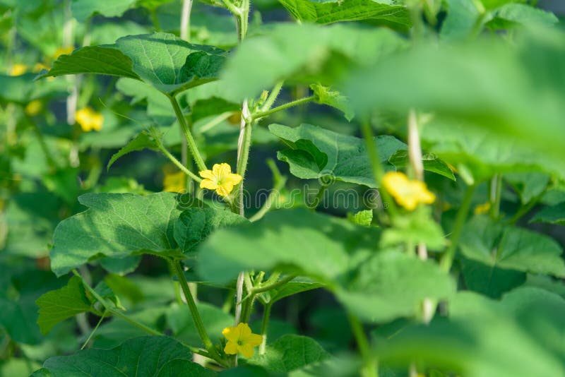 Fresh Melon Flower in Garden Stock Photo Image of growing, field