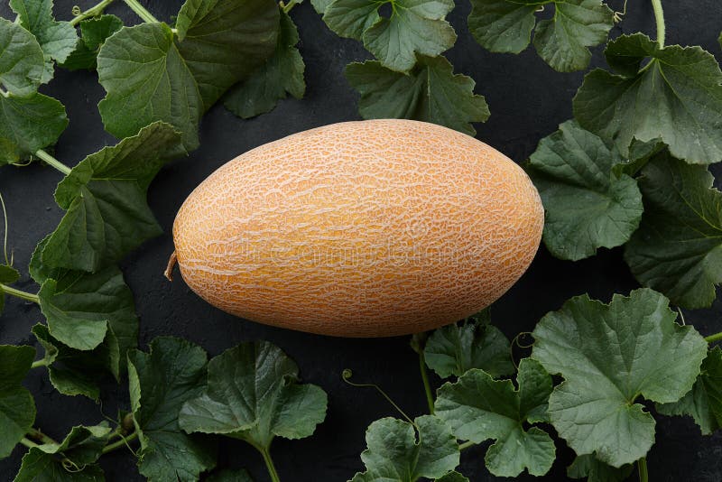 Fresh Melon and among Plant Vines on Black Background Stock Image