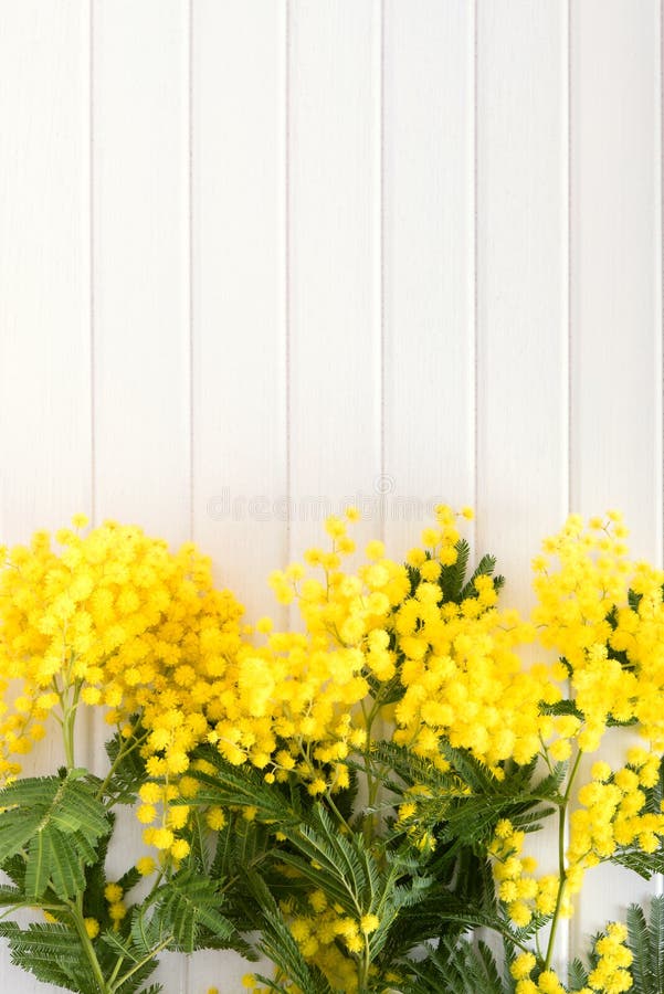 Fresh Mimosa Flower On White Stock Photo Image of celebrate, mimosa