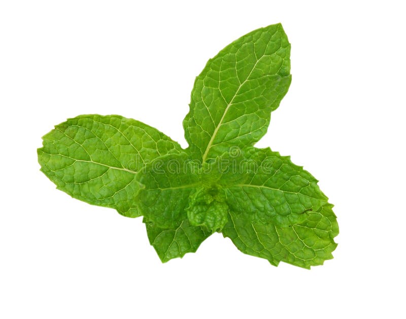 Fresh mint close stock image. Image of herb, mint, menthol 66949737
