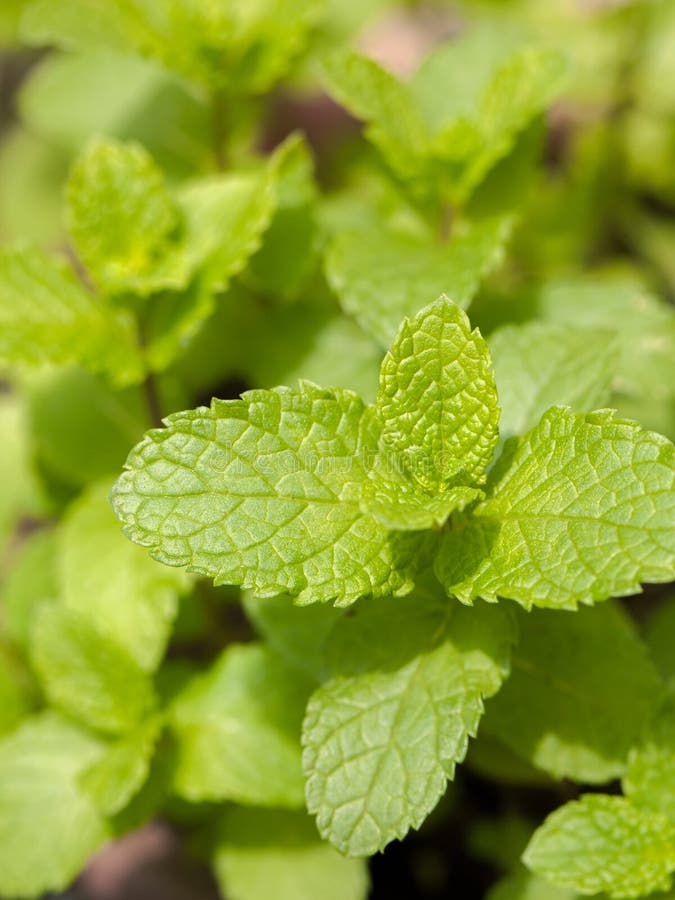 Fresh mint herb stock photo. Image of background, herbal 42948420