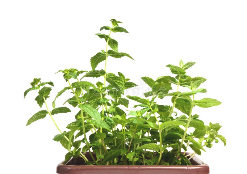 Fresh mint herb in a pot